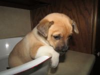 Chiapom Puppies for sale in Kalamazoo, MI, USA. price: NA