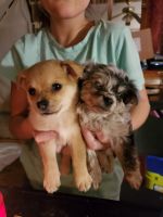 Chiapom Puppies for sale in Springfield, OH, USA. price: NA
