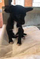 Chiapom Puppies for sale in Asheboro, NC, USA. price: NA