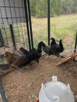 Chicken Birds for sale in Apple Valley, UT 84737, USA. price: $25