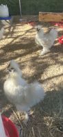 Chicken Birds for sale in Caldwell, ID, USA. price: $10