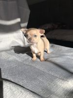 Chihuahua Puppies for sale in Columbia, SC, USA. price: NA