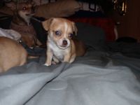 Chihuahua Puppies for sale in Phoenix, AZ, USA. price: NA
