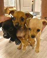 Chihuahua Puppies for sale in Houston, TX 77084, USA. price: NA