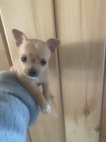 Chihuahua Puppies for sale in Verona, NY 13478, USA. price: NA