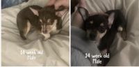 Chihuahua Puppies for sale in Verona, NY 13478, USA. price: NA