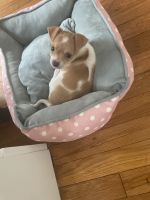 Chihuahua Puppies for sale in Jamaica Plain, Boston, MA, USA. price: NA