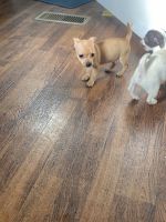 Chihuahua Puppies for sale in Buckingham, VA 23921, USA. price: NA