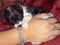 Chihuahua Puppies for sale in Von Ormy, TX, USA. price: NA