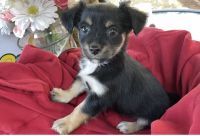 Chihuahua Puppies for sale in Kealakekua, HI, USA. price: NA