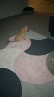Chihuahua Puppies for sale in Highland Charter Twp, MI 48356, USA. price: NA