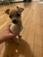 Chihuahua Puppies for sale in Saddle Brook, NJ 07663, USA. price: NA
