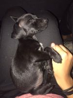 Chihuahua Puppies for sale in 106 S 29th Ave, Phoenix, AZ 85009, USA. price: NA