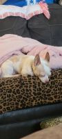 Chihuahua Puppies for sale in Marysville, OH 43040, USA. price: NA