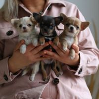 Chihuahua Puppies for sale in Tennessee City, TN 37055, USA. price: NA