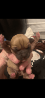 Chihuahua Puppies for sale in Gainesville, GA, USA. price: NA