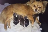 Chihuahua Puppies for sale in Naples, FL, USA. price: NA