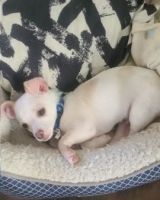 Chihuahua Puppies for sale in Joliet, IL, USA. price: NA