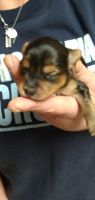 Chihuahua Puppies for sale in Fayetteville, NC, USA. price: NA