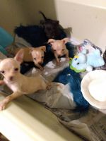 Chihuahua Puppies for sale in Middlesex, NC 27557, USA. price: NA