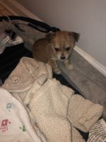 Chihuahua Puppies for sale in Chicago, IL, USA. price: NA