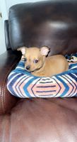 Chihuahua Puppies for sale in McKee, KY 40447, USA. price: NA