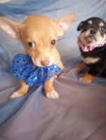 Chihuahua Puppies for sale in Adelanto, CA, USA. price: NA