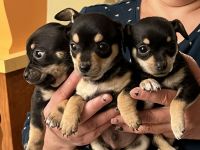 Chihuahua Puppies for sale in Fairfield, CA, USA. price: NA