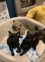 Chihuahua Puppies for sale in Buffalo, NY, USA. price: NA