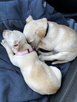 Chihuahua Puppies for sale in Austin, TX 78717, USA. price: NA