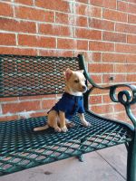 Chihuahua Puppies for sale in Redwood City, CA, USA. price: NA