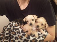 Chihuahua Puppies for sale in Valdosta, GA, USA. price: NA