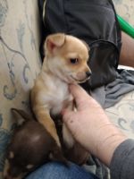 Chihuahua Puppies for sale in Everton, MO 65646, USA. price: NA