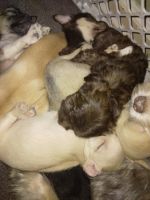 Chihuahua Puppies for sale in Mt Morris, MI 48458, USA. price: NA