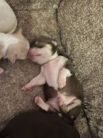 Chihuahua Puppies for sale in Homestead, FL, USA. price: NA