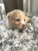 Chihuahua Puppies for sale in Katy, TX, USA. price: NA