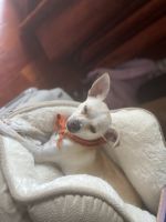 Chihuahua Puppies for sale in Park City, UT, USA. price: NA