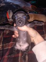 Chihuahua Puppies for sale in Johnson City, TN, USA. price: NA