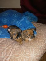 Chihuahua Puppies for sale in Wood County, OH, USA. price: NA
