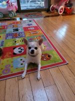 Chihuahua Puppies for sale in Middletown, CT, USA. price: NA