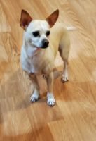 Chihuahua Puppies for sale in Spanish Fork, UT 84660, USA. price: NA