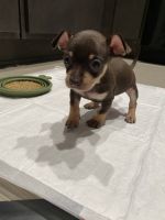 Chihuahua Puppies for sale in San Jose, CA, USA. price: NA