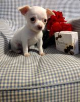 Chihuahua Puppies for sale in Trenton, FL 32693, USA. price: NA