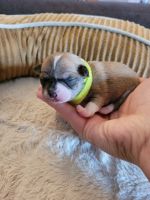 Chihuahua Puppies for sale in Princeton, IN 47670, USA. price: NA