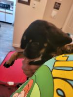 Chihuahua Puppies for sale in Avon, IN, USA. price: NA