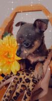 Chihuahua Puppies for sale in Gilbert, AZ, USA. price: NA