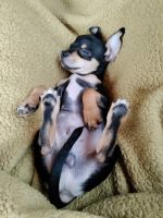 Chihuahua Puppies for sale in St Cloud, FL, USA. price: NA