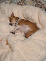 Chihuahua Puppies for sale in Middleville, MI 49333, USA. price: NA