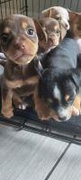 Chihuahua Puppies for sale in Houston, TX 77084, USA. price: NA