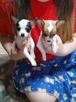 Chihuahua Puppies for sale in Cherryville, NC 28021, USA. price: NA